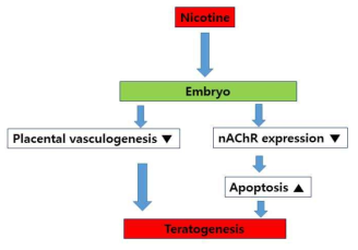 Nicotine induced teratogenesis via nAChR-apoptosis pathway and abnormal yolk sac and placental vasculogenesis