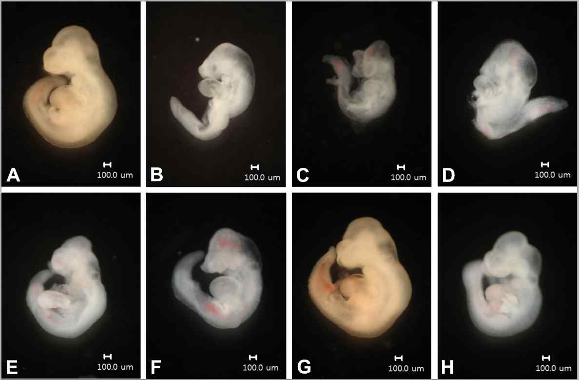 Representative images of mouse embryos exposed to nicotine with/without lycopene. Normal control group (A). Embryos treated with 1 mM nicotine show typical anomalies such as open brain, reduced forebrain, deformed posterior trunk, and regressed forelimbs (B-D). Nicotine plus lycopene [1 × 10-6 μM (E,F) and 1 × 10-5 μM (G,H)] groups appear morphologically similar to the control group. Bar : 100 μm