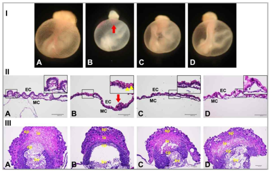 Lycopene attenuates nicotine-induced defects of yolk sac vascularization in mouse embryos. [Ⅰ]: Nicotine-induced yolk sac defects showing smaller size, pale color, rudimentary vasculature, and a blood island at E10.5. [Ⅱ]: Histological examination of yolk sac wall stained with H control group. B; nicotine (1 mM) group. C,D; nicotine plus lycopene (1×10-6or1×10-5μM) group. sp; spongiotrophoblast, la; labyrinth, cp; chorionic plate, bv; blood vessel, EC; endothelial cell, MC; mesothelial cell, arrows; blood island, arrowheads; intracellular vacuole. Bar : 100 μm