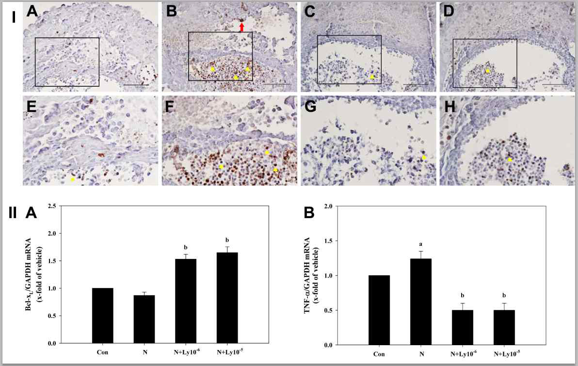 Lycopene protects yolk sac placentas through anti-proinflammatory and anti-apoptotic effects. [Ⅰ]: TUNEL-positive cells observed in the nicotine-treated placentas. The enlarged structures of the boxed area. A,E; control group. B,F; nicotine (1 mM) group. C,G or D,H; nicotine plus lycopene (1×10-6or1×10-5μM) groups. [Ⅱ]A: Bcl-xL mRNA expression level. B: TNF-α mRNA expression level. The results are the means ± SEM. Significant differneces between lycopene(Ly) groups and the control (Con; a) or nicotine alone (N; b) group were examined at P< 0.05. Arrowheads; red blood cells, arrow; giant cells. Bar: 100 μm