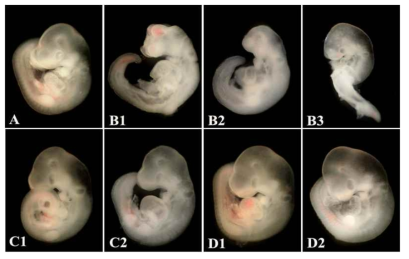 Effects of nicotine and/or resveratrol on mouse organogenesis. Embryos treated with 1 mM nicotine show typical anomalies such as open brain, reduced forebrain, deformed posterior trunk, and regressed forelimbs (B1-B3). However, nicotine plus resveratrol groups appear morphologically similar to the control group. (A) Control. (B1-B3) 1 mM nicotine. (C1- C2) 1 mM nicotine plus resveratrol 1×10-8 μM. (D1-D2) 1 mM nicotine plus resveratrol 1×10-7 μ M