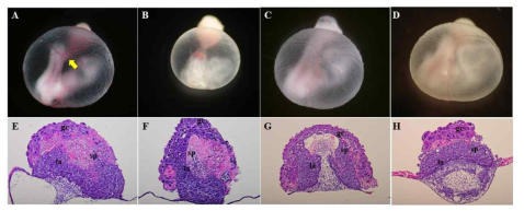 Protective effects of resveratrol against defects of yolk sac and placentas in mouse embryos treated with nicotine. (A  trophoblast giant cell. sp; spongiotrophoblast. la; labyrinth. arrow; blood vessels