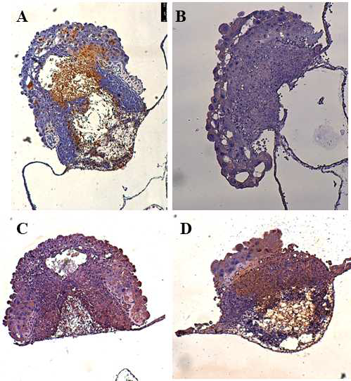 Immunodetection of VEGF-α. (A) Control. (B) 1 mM nicotine. (C) 1 mM nicotine plus resveratrol 1×10-8 μM. (D) 1 mM nicotine plus resveratrol 1×10-7 μM. Bar: 100 uM