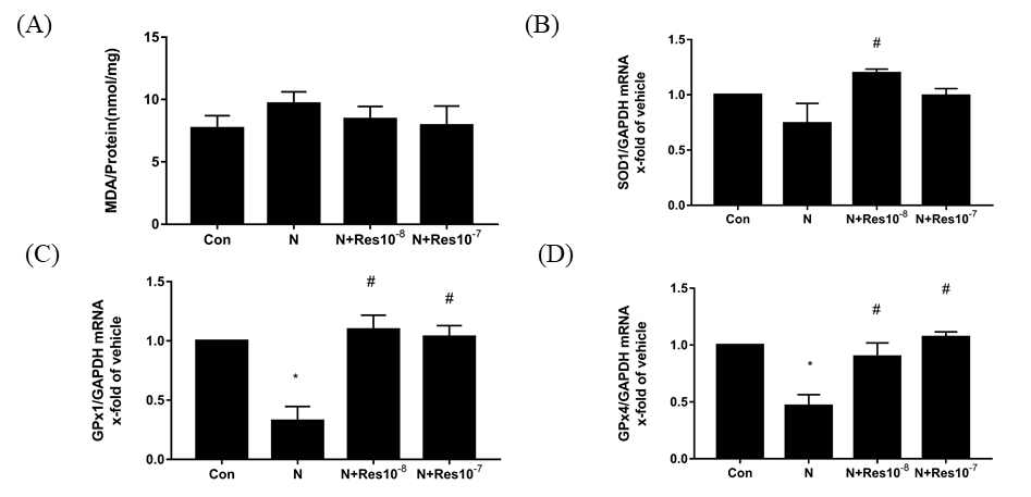 Resveratrol (1×10−8 and 1×10−7μM) decreases oxidative stress induced by nicotine and improves antioxidant enzyme status in mouse embryos. (A) Lipid peroxidation expressed as the malondialdehyde (MDA) level. (B) SOD1 mRNA levels. (C) GPx1 mRNA levels. (D) GPx4 mRNA levels