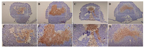 Resveratrol protects yolk sac placentas through its anti-apoptotic effects. TUNEL-positive cells observed in the nicotine-treated placentas. The below enlarged structures are above boxed area (E-H). (A&E) Control. (B&F) 1 mM nicotine. (C&)G 1 mM nicotine plus resveratrol 1×10-8 μM. (D&H) 1 mM nicotine plus resveratrol 1×10-7 μM. Bar: 100 uM