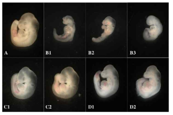 Effects of nicotine and/or 4-o-methylhonokiol on mouse organogenesis. (A) control, (B1-B3) 1mM nicotine, (C1, C2) 1mM nicotine+4-o-methylhonokiol 1×10-4 μM, (D1, D2) 1mM nicotine+4-o-methylhonokiol 1×10-3 μM