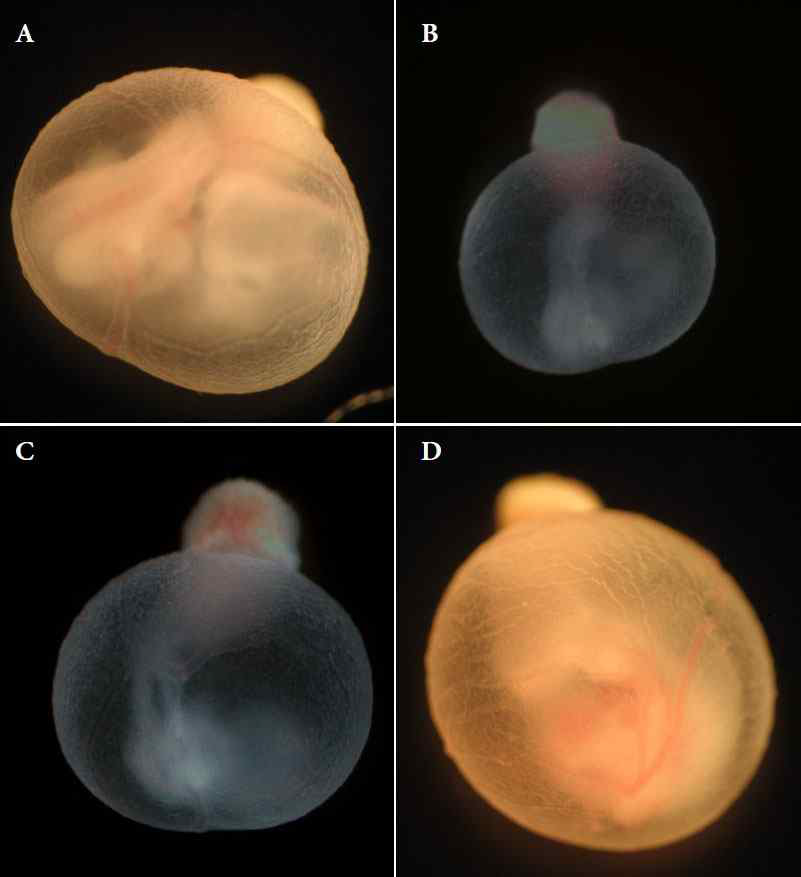 Protective effects of 4-o-methylhonokiol against defects yolk sac and placentas in mouse embryos treated with nicotine. (A) Control, (B) 1mM nicotine, (C) 1mM nicotine+ 4-o-methylhonokiol 1×10-4 μM, (D) 1mM nicotine+4-o-methylhonokiol 1×10-3 μM