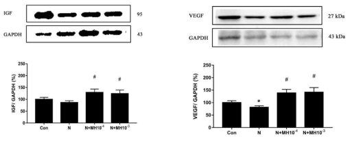 Expression levels of IGF-1 and VEGF-α proteins in placentas and yolk sac exposed to nicotine (1 mM) and/or 4-o-methylhonokiol (MH, 1 × 10−4 or 1 × 10−3 μM) at embryonic day 8.5 for 2 days in vitro. The results are the means ± SEM. Significant differences between MH groups and the control (Con; *) or nicotine alone (N; #) group were examined at p < 0.05. GAPDH was used as an internal standard to normalize target transcript expression