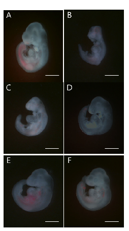 Representative Images of mouse embryos exposed to nicotine and EGCG. Normal control embryo (A), embryo treated with 1 mM nicotine alone (B), embryo co-treated with 1 mM nicotine and 1 μM EGCG (C), embryo co-treated with 1 mM nicotine and 10 μM EGCG (D), embryo co-treated with 1 mM nicotine and 100 μM EGCG (E), and embryo co-treated with 1 mM nicotine and 1000 μM EGCG (F). Scale bar: 1 mm