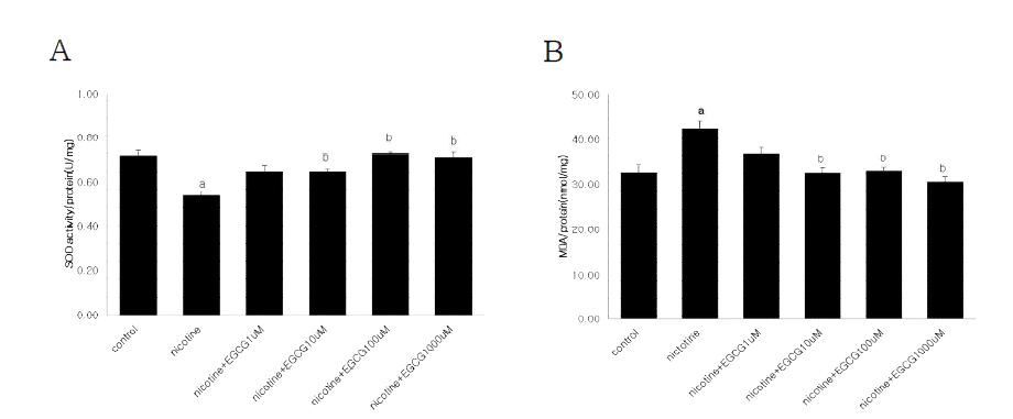 Superoxide dismutase (SOD) activity levels (A) and lipid peroxidation measurements (B) in E8.5 mouse embryos exposed to nicotine and EGCG for 2 days in vitro . The results are presented the mean ± SEM (n=6). Statistically significant differences from control group (a) and nicotine group (b) at P value ＜0.05