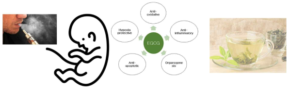 EGCG can prevent teratogenic effects induced by nicotine
