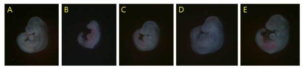 Effects of nicotine and/or genistein on mouse organogenesis. (A) control, (B) 1mM nicotine, (C) 1mM nicotine+0.1μM genistein, (D) 1mM nicotine+1μM genistein, (E) 1mM nicotine+10μM genistein