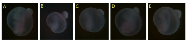 Protective effects of genistein against defects yolk sac and placentas in mouse embryos treated with nicotine. (A) Control, (B) 1mM nicotine, (C) 1mM nicotine+0.1μM genistein, (D) 1mM nicotine+1μM genistein, (E) 1mM nicotine+10μM genistein
