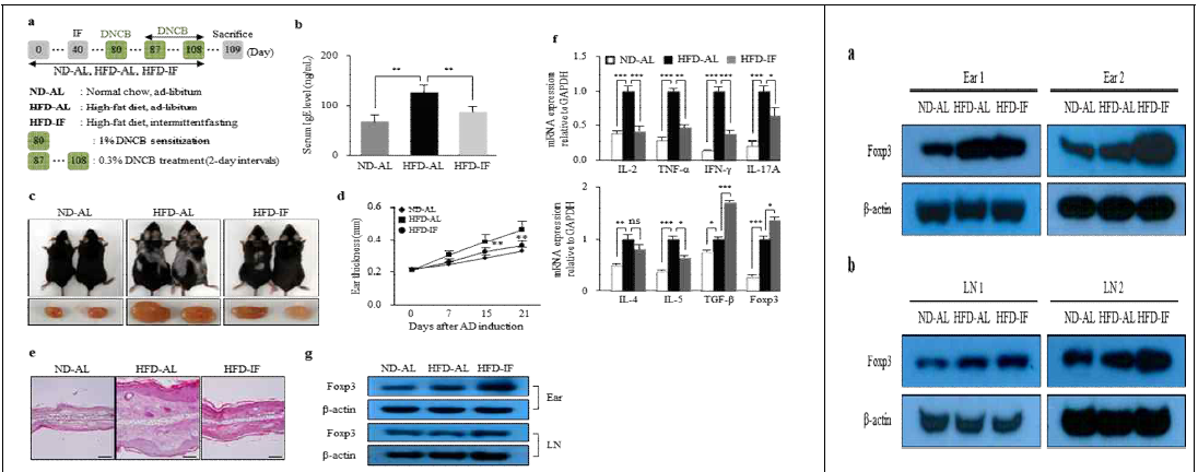 IF regimen suppresses experimental AD in obese mice. Supplemental Figure 1