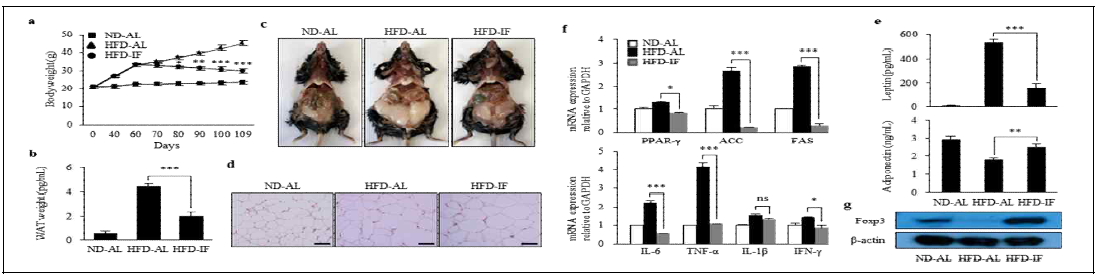 IF regimen suppresses the formation of WAT and induces Foxp3 expression in obese mice with AD