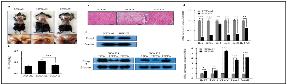 IF regimen induces the formation of BAT and up-regulates Treg-related factors in BAT