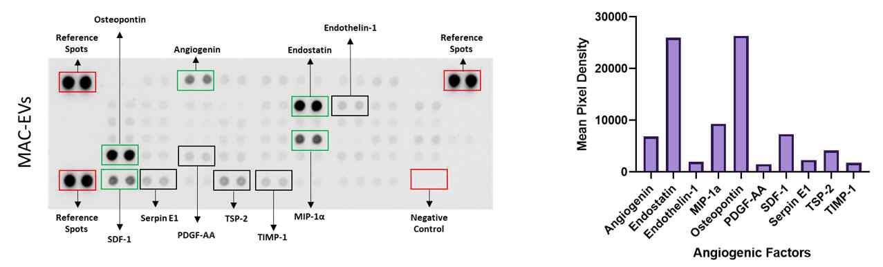 MAC-EVs에서 발현 증가된 혈관 신생 관련 단백 확인