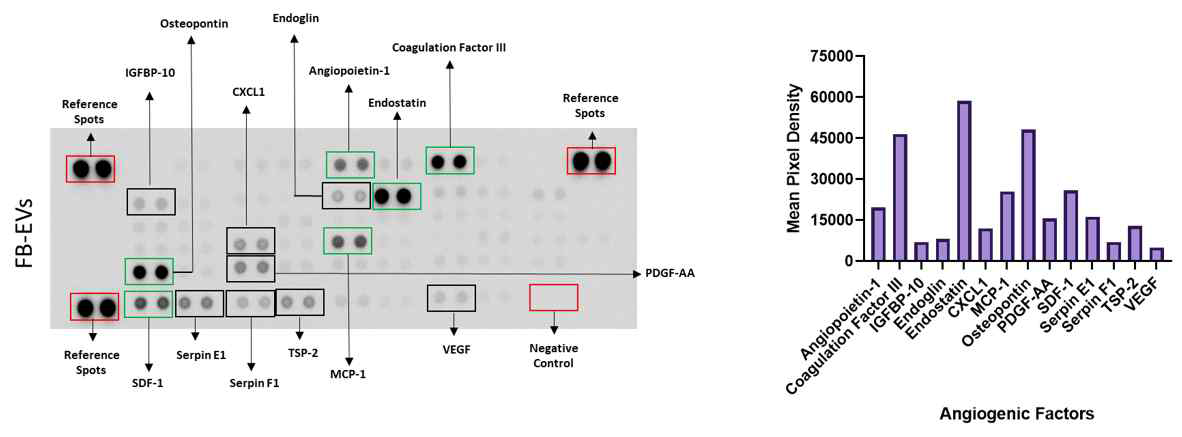 FB-EVs에서 발현 증가된 혈관 신생 관련 단백