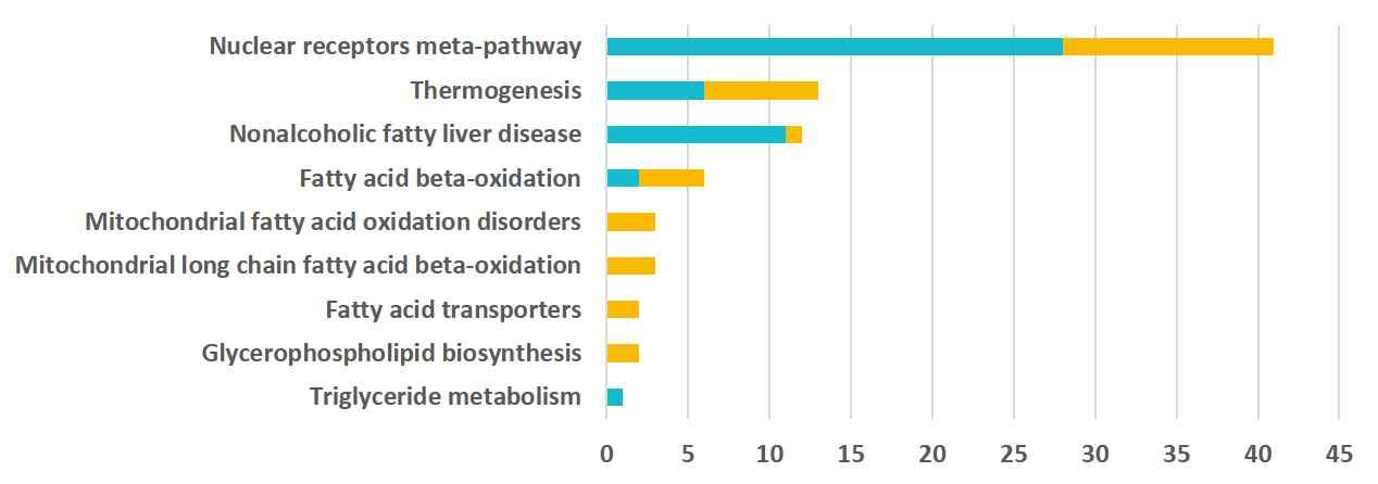 전사체 (transcriptome) 분석 신경종양 (GBM) 환자 유래 세포주의 transcriptome 분석에 의한 metabolism pathway 분포.