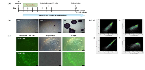 정상인 세포주를 이용한 유도만능줄기세포주 수립 (A) mRNA transfection으로 역분화 인자를 도입, 형성된 유도만능줄기 세포 colony는 계대 배양을 거쳐 (B) Alkaline phosphatase (AP) 염색, (C) 면역형광염색 (TRA-1-60, TRA-1-81) (D) 유세포 분리법 (FACS)을 이용하여 유도만능 줄기 세포주임을 확인함. Scale bar = 50-100μm