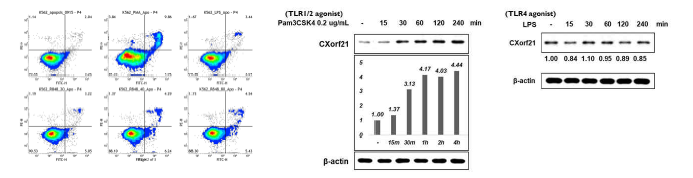 급성 골수성 세포주에서의 TLR agonist에 따른 세포사멸 및 CXorf21의 발현 변화