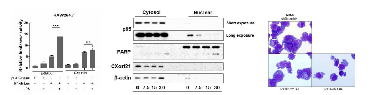 NF-κB 신호전달체계의 저해와 CXorf21의 발현에 따른 세포주의 분화