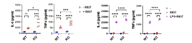 CXorf21 knockout mice에서 분화시킨 BMDM에서 TLR agonist에 의한 IL-6, TNFα의 변화