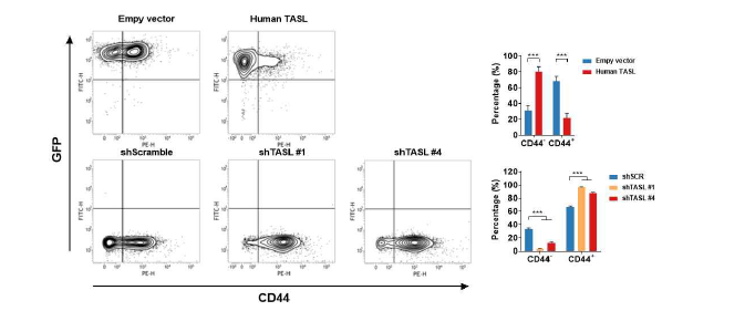 CXorf21의 발현에 따른 백혈병 세포주의 종양인자의 발현 변화