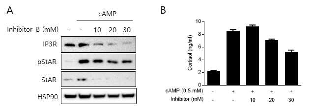 Inhibitor B에 의한 cortisol 분비 억제 효과