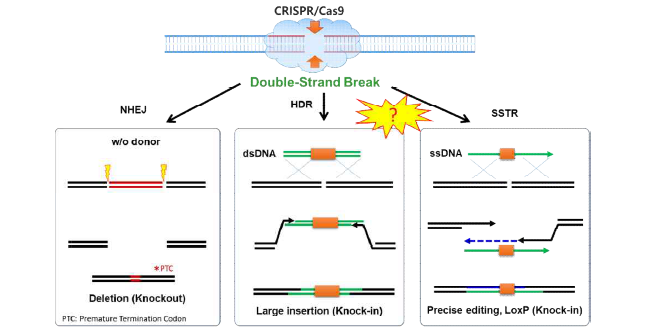 CRISPR/Cas9 기술 기반의 in vivo knock-in (KI) 모델 개발에 관한 DNA repair 기전