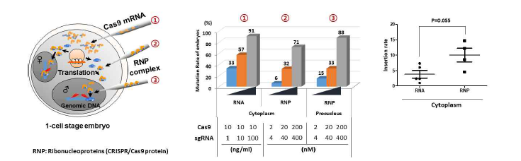 Cas9의 형태는 embryo에서의 targeting 효율에 큰 영향을 미치지 않지만, KI 효율에 유의미한 차 이를 나타냄.