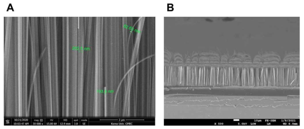 고도핑 (저항값: ~0.01 Ω/cm) p-type Si wafer에 제작한 nanowire A. Si Nanowire 각각의 두께 측정 SEM 이미지. 두꺼운 Si nanowire는 200 nm 이상의 두께를 가지지만 얇은 Si nanowire는 60 nm 근방의 두께를 가진다. B. Si Nanowire 다발을 SEM에서 측정하는 과정 중에 발견한 특이한 물결 형태의 이미지. Si Nanowire의 첨단에 전하가 모이게 되어 SEM 측정중 발생한 전하들이 Si Nanowire를 타고 외부로 방사되고 있다고 추정함. Si Nanowire들의 길이는 약 30 μm로 비교군인 저도핑 Si wafer (저항값: 1~10 Ω/cm)와 비교해 동일 조건에서 약 20 % 정도 더 길게 제작됨. (비교군 Si Nanowire의 길이: 25 μm)