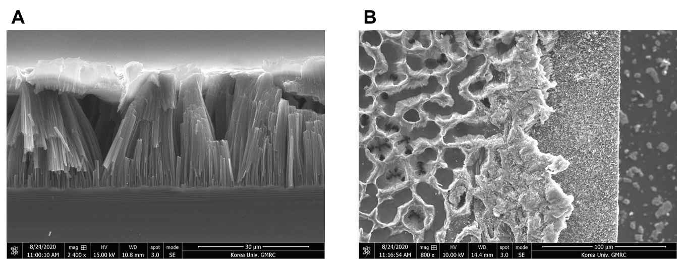 Si nanowire 위에 PEDOT을 IPA에 분산시킨 용액을 drop casting 형태로 분산한 그림. A. Si nanowire 다발에 PEDOT이 올라가 있는 것을 측면에서 관측한 SEM 이미지 B. Si nanowire 다발에 PEDOT이 올라가 있는 것을 상부에서 관측한 SEM 이미지