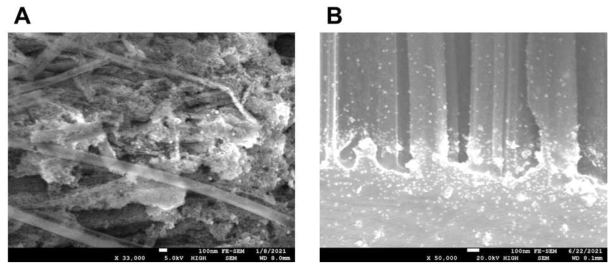 Si nanowire 에 Cu 입자와 Pt 입자를 흡착 후 SEM 측정 A. Si nanowire 다발에 Cu 나노입자를 생성. Si nanowire의 표면을 소수성으로 만든 후 실험했으며, Cu 입자가 확인됨 B. Si nanowire 다발에 Pt 나노입자를 생성. Si nanowire의 표면을 친수성으로 만든 후 실험했으며, Pt 입자가 확인됨