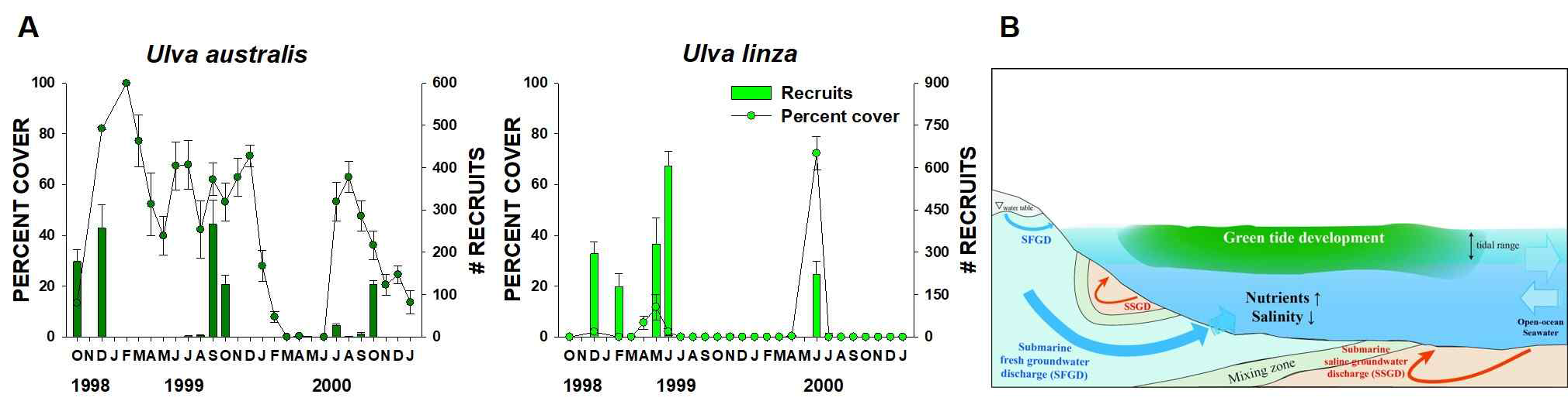 (A) 구멍갈파래(Ulva australis )와 잎파래(U . linza )의 가입과 피도 계절적 변이 와 (B) 제주 조천에서 녹조대발생의 발생 메커니즘 모식도[9]