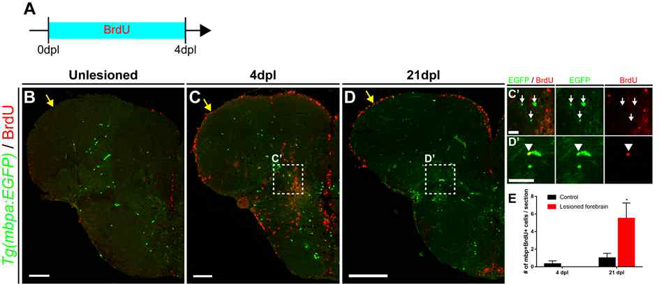 Regeneration of mature oligodendrocytes in the injured forebrain