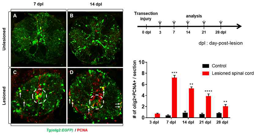 olig2+ radial glia and OPCs proliferate in the anterior region of lesioned spinal