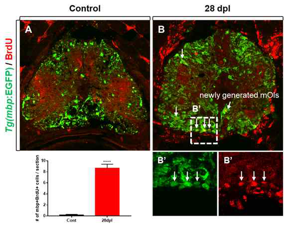 Newly mature oligodendrocytes are regenerated in the lesioned spinal cord