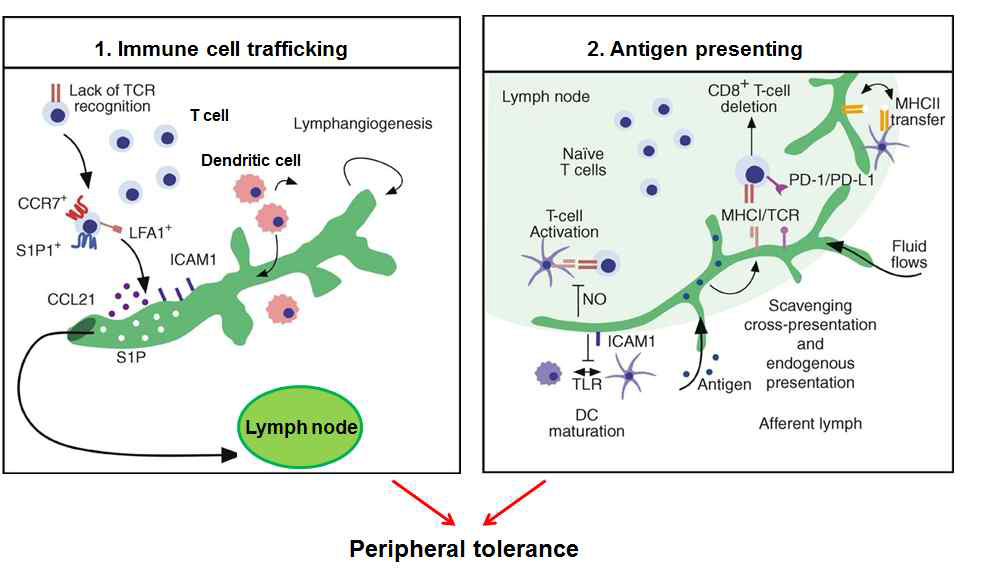 림프관에 의한 면역 조절 및 면역관용