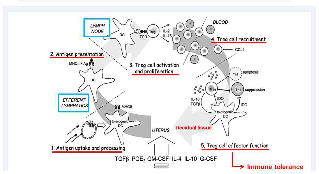 임신중 림프관에 의한 면역 조절 및 면역관용 예상 모식도