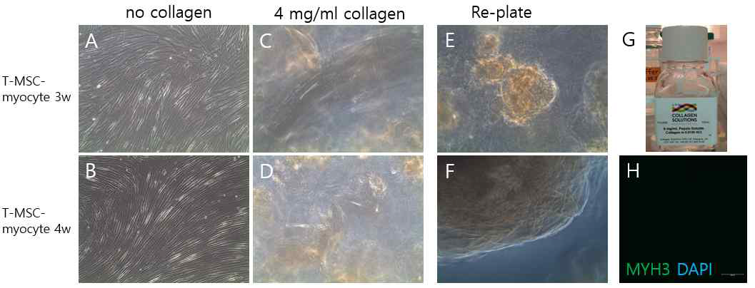 근섬유유사조직의 개발을 위한 T-MSC-myocyte를 포함하는 콜라겐메트릭스의 이용 (A)T-MSC-myocyte-3w (B)T-MSC-myocyte-4w (C) 4 mg/ml collagen + T-MSC-myocyte-3w (D) 4 mg/ml collagen + T-MSC-myocyte-4w (E~F) 새로운 배양 접시에 옮긴 4 mg/ml collagen + T-MSC-myocyte 4w (F) collagen + T-MSC-myotube를 원심분리하여 응축한 후 옮김 (G) 연구에 사용된 콜라겐 제품 (H) F를 고정하여 형광염색으로 MYH3 발현 확인
