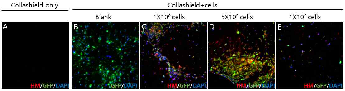 콜라겐(콜라쉴드)에 혼합된 T-MSC-G-myoblast를 농도별로 4주 분화시킨 후 근섬유유사조직 내 남아있는 T-MSC-G-myotube를 HM 항체로 염색하여 관찰. 배율 x200; GFP, green fluorescence; DAPI (blue); HM, Human mitochondiria (red)