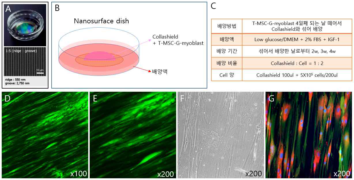콜라겐(콜라쉴드)에 혼합된 T-MSC-G-myoblast의 nanosurface dish 에서의 분화 (A) Nanosurface dish의 형태와 구조. (B, C) Nanosulface dish 위 에서의 근섬유유사조직의 분화 방법. 분화 4주 후 근섬유유사조직에서 뻗어나온 T-MSC-G-myocyte를 형광현미경(D, E)과 광학현미경(F)에 서 관찰하고, 면역염색을 통해 laminin의 발현을 확인(G). Nanosurface dish, nano surface-coated dish; GFP, green fluorescence; DAPI (blue); Laminin (red)