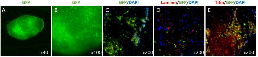 콜라겐(콜라쉴드)에 혼합된 T-MSC-G-myoblast의 nanosurface dish 에서의 분화. (A, B) 근 섬유유사조직의 형태와 GFP발현 여부를 형광현미경에서 관찰. 근섬유유사조직을 cryosection 하고, 면 역형광염색을 통해 근육 특이적 단백질의 발현을 확인 (C) 1st antibody 무첨가 (Blank), (D) Laminin 발현 확인, (E) Titin 발현 확인. GFP (green); DAPI (blue); Laminin (red); Titin (red)
