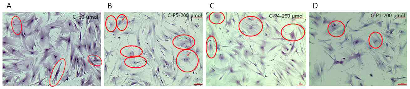 T-MSC-myocyte로의 분화율 향상을 위한 펩타이드 후보물질의 평가. T-MSC-myoblast 단계에서 후보 펩타이드 첨가(200 uM) 후 세포융합율 관찰 (H&E staining). (A)무첨가군,(B)후보물질5,(C)후보물질4,(D)후보물질2