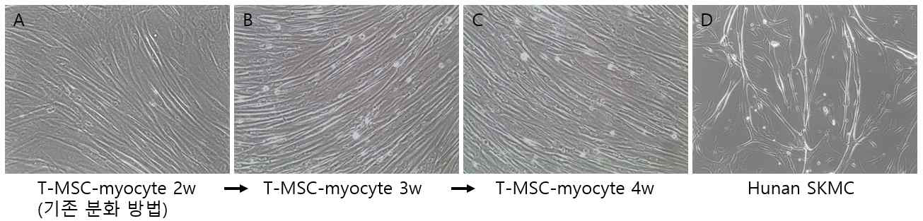 분화 기간 연장에 따른 T-MSC-myocyte의 세포융합비율의 증가. Human SKMC, human skeletal muscle cell