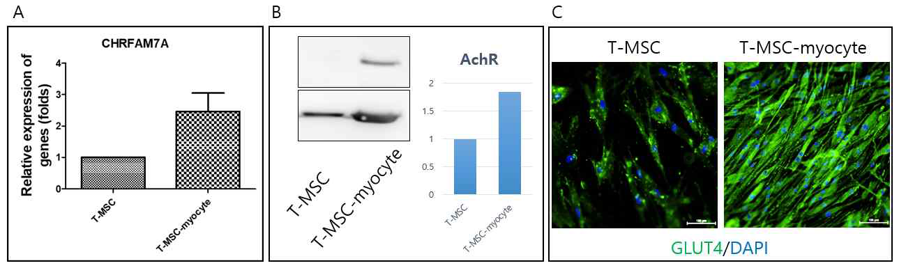 T-MSC-myocyte의 기능성 골격근세포로의 분화능의 확인 (A) Real-time PCR을 이용한 AchR유전자의 발현 증가 (B) Western blotting을 이용한 AchR 단백질의 발현 증가 (C) 면역형광염색을 통한 GLUT4 단백질의 세포 내 발현 확인
