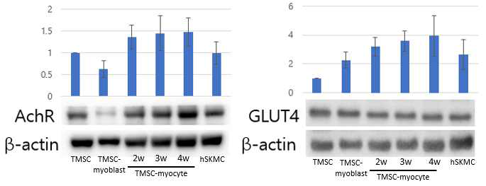 분화기간을 연장하여 향상된 분화형태를 나타내는 T-MSC-myocyte의 분화능 확인. Western blotting을 이용한 AchR와 GLUT4단백질의 발현 증가를 확인