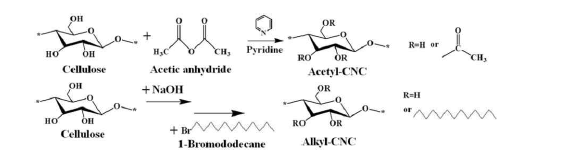 Synthetic procedure for surface modification of CNC