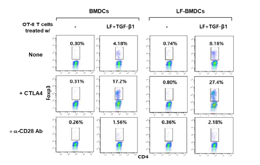 LF-BMDC가 Treg 분화에 미치는 영향